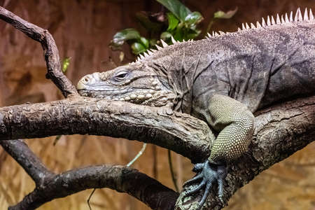 Cuban rock iguana also called cuban iguana