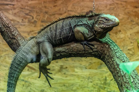 Cuban rock iguana also called cuban iguanaの写真素材