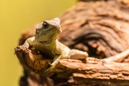 The black-necked agama (Acanthocercus atricollis) is a species of tree agama that is native to East, Central and southern Africa.の写真素材