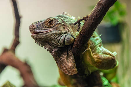 Green iguana also called american iguanaの写真素材