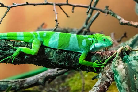 Fiji banded iguana is an arboreal species of Iguanaの写真素材