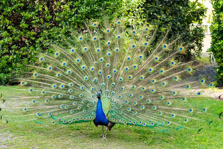 Male peafowl displaying feathers to attract the female
