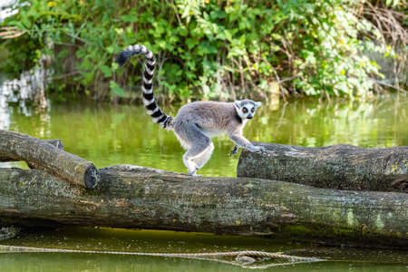 The ring-tailed lemur (Lemur catta) is a large strepsirrhine primate and the most recognized lemur due to its long, black and white ringed tailの写真素材