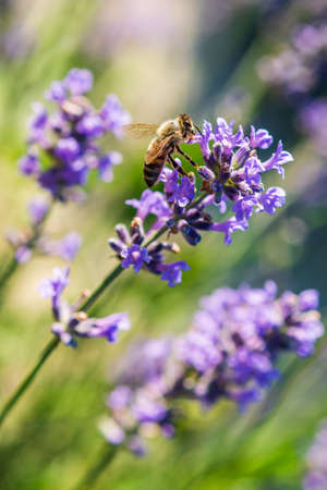 Bee on Lavander flower in the fields of Sale San Giovanni, village in Piedmont, called Little Provence for the bloomingの写真素材