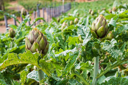 Field with artichoke plantsの写真素材