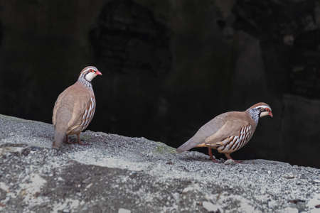 Red-legged partridge, a gamebird of the order of Galliformesの写真素材