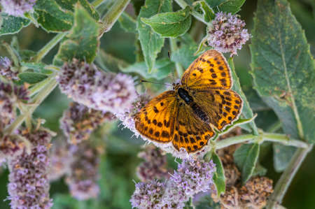 Orange butterfly on little flowersの写真素材