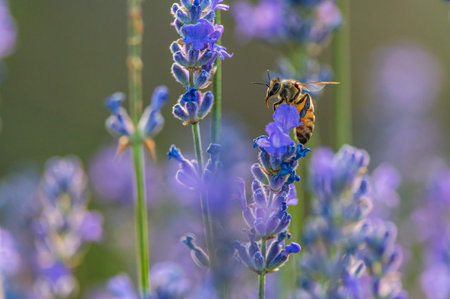 Bee flying over lavender flowers in a field in Piedmontの写真素材
