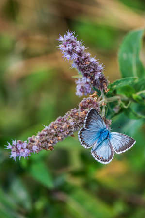 Little sky blue butterfly on a flowerの写真素材