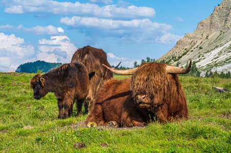 Highland Cattle on the grass in a meadow of Antermoiaの写真素材