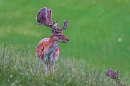 Red Deer in Val Badia, on a meadowの写真素材