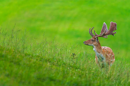 Red Deer in Val Badia, on a meadowの写真素材