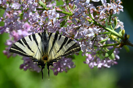 The scarce swallowtail (Iphiclides podalirius) is a butterfly belonging to the family Papilionidaeの写真素材