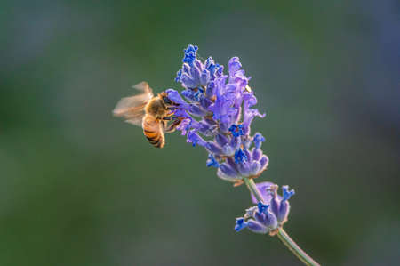 Bee flying over lavender flowers in a field in Piedmont