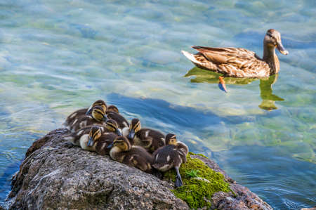 Little ducling and mother on a lakeの写真素材