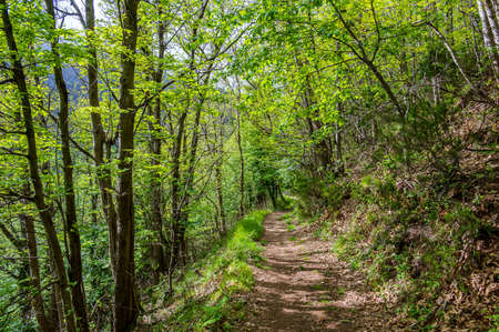 Mule track in the woods in summer seasonの写真素材
