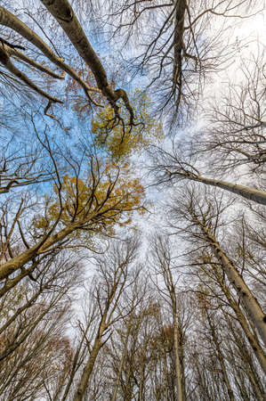 Red vibrant colors of autumn in a beech forest called Barbottina in Liguria, Italyの写真素材
