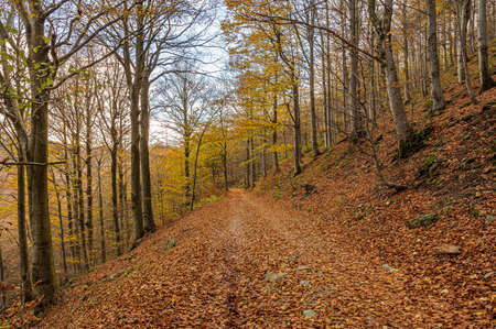 Red vibrant colors of autumn in a beech forest called Barbottina in Liguria, Italyの写真素材