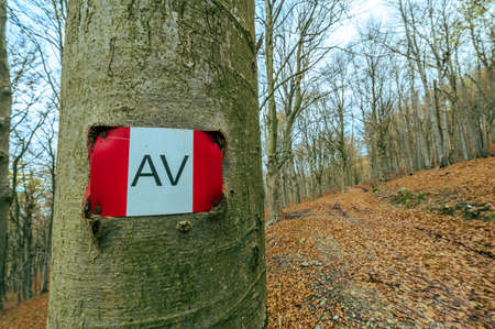 Red vibrant colors of autumn in a beech forest called Barbottina in Liguria, Italyの写真素材