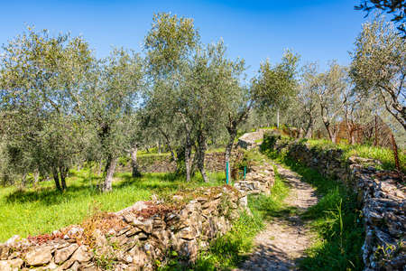 Ancient Stone path on the hills of Chiavari betwenn houses and olive treesの写真素材
