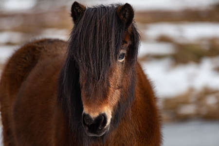 Icelandic horse is a breed of horse developed from ponies taken to Iceland by Norse settlersの写真素材