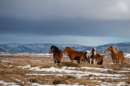 Icelandic horse is a breed of horse developed from ponies taken to Iceland by Norse settlersの写真素材