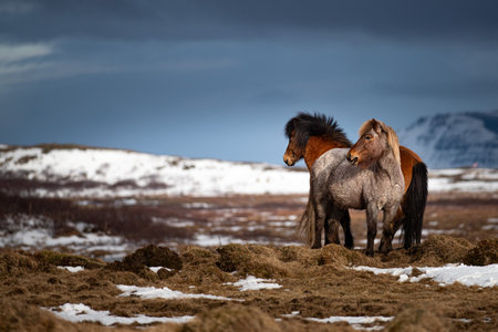 Icelandic horse is a breed of horse developed from ponies taken to Iceland by Norse settlersの写真素材