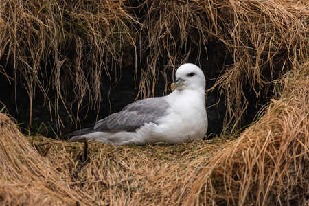 Gull brooding in Arnarstapi, in the Snaefellsnes Peninsula, Icelandの写真素材