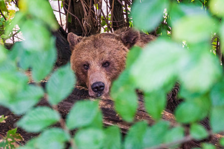 Portrait of a Bear in the Bear Pit or BÃ¤rengraben, a tourist attraction in the Swiss capital city of Bernの写真素材