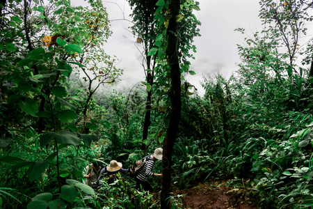 Traveler Climbing inforest at mountain at Chiang dao , Chiang mai province , Thailand country .の写真素材