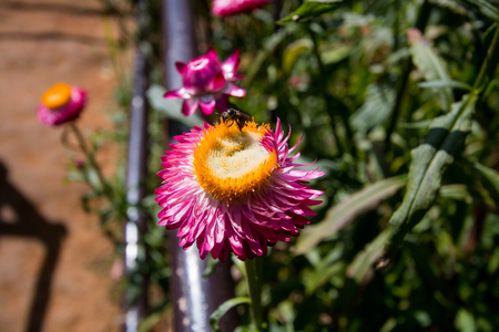 bee work on pink pollen flower for pollinate in the garden . nature insect animal collecting nectar . yellow honeybee .の写真素材