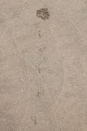 crab hole sand on sea beach . home of ghost crab . wind sand bubbler .の写真素材
