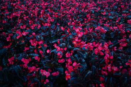 fresh red flowers bouquet decoration in natural garden , beautiful tropical background in spring season . exotic various bundle blossom . romantic scenic at royal national park in Thailand .の写真素材