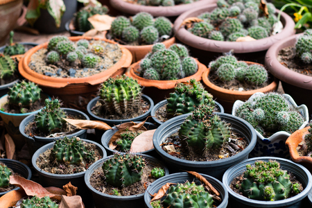 fresh cactus plant with prickly pears , green color of thorn tree in pot at natural garden . front view cactus .の写真素材