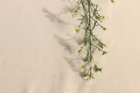 chamomile or daisy hipster and vintage flower on white background . nice light and shadow .の写真素材