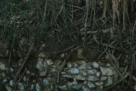 abstract stone pattern texture background , natural environment in forest on tropical mountain .の写真素材