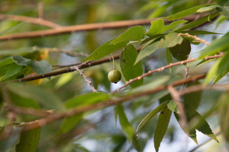 Flacourtia rukam or Indian plum or Jamaican cherry .の写真素材