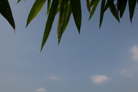 bamboo leaves and blue sky backgroundの写真素材