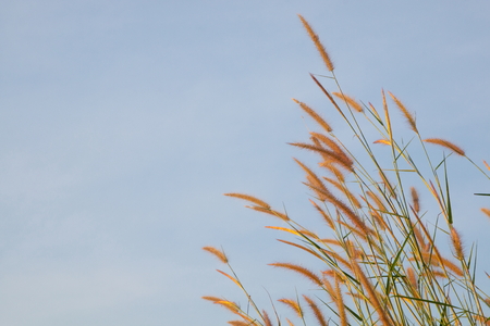 brown grass field and blue sky backgroundの写真素材
