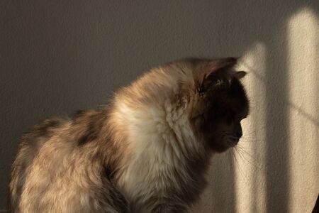shape of persian cat with light and shadow .の写真素材