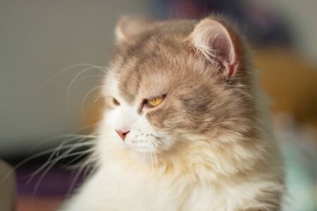 persian adorable cat on a bed .の写真素材