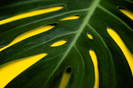 Close Up Top View Texture and Shape of Real Philodendron Split Green Leaf Monstera deliciosa Foliage . Tropical Rainforest Plant on Minimal Pastel Yellow Colour Background , Horizontal Flat Lay Photoの写真素材