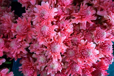 close up texture and pattern of ginger torch or dalah pink pastel color flowers blooming bouquet .