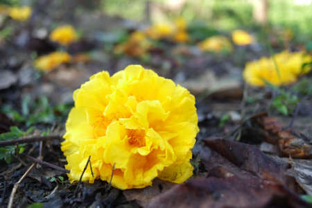 Fallen yellow flowersの素材