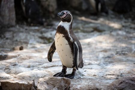 Isolated penguin of Humboldt on the rock stoneの写真素材