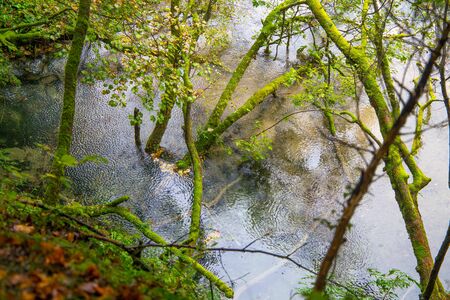 A small river inside a forest in Autumn timeの写真素材