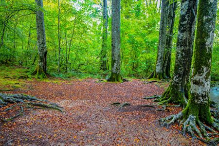 Large trees in a forest in autumn / Plitvice lakes / Croatia / parksの写真素材