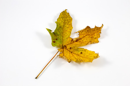 Isolated autumn leaf in a white backgroundの写真素材