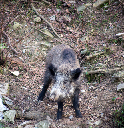 Boar portraitの写真素材
