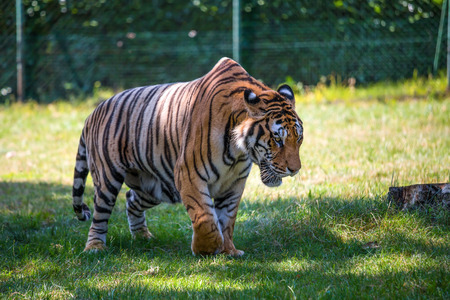 A beautiful tiger walking in an open space.の写真素材